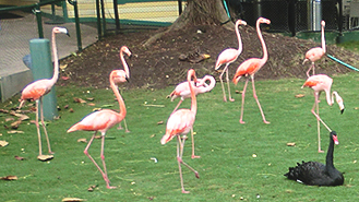 Parrot Emporium Cartegena Colombia